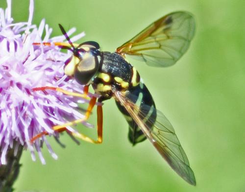 Réf. 306 114 : Chrysotoxum festivum